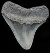 Serrated, Fossil Megalodon Tooth - Georgia #58087-2